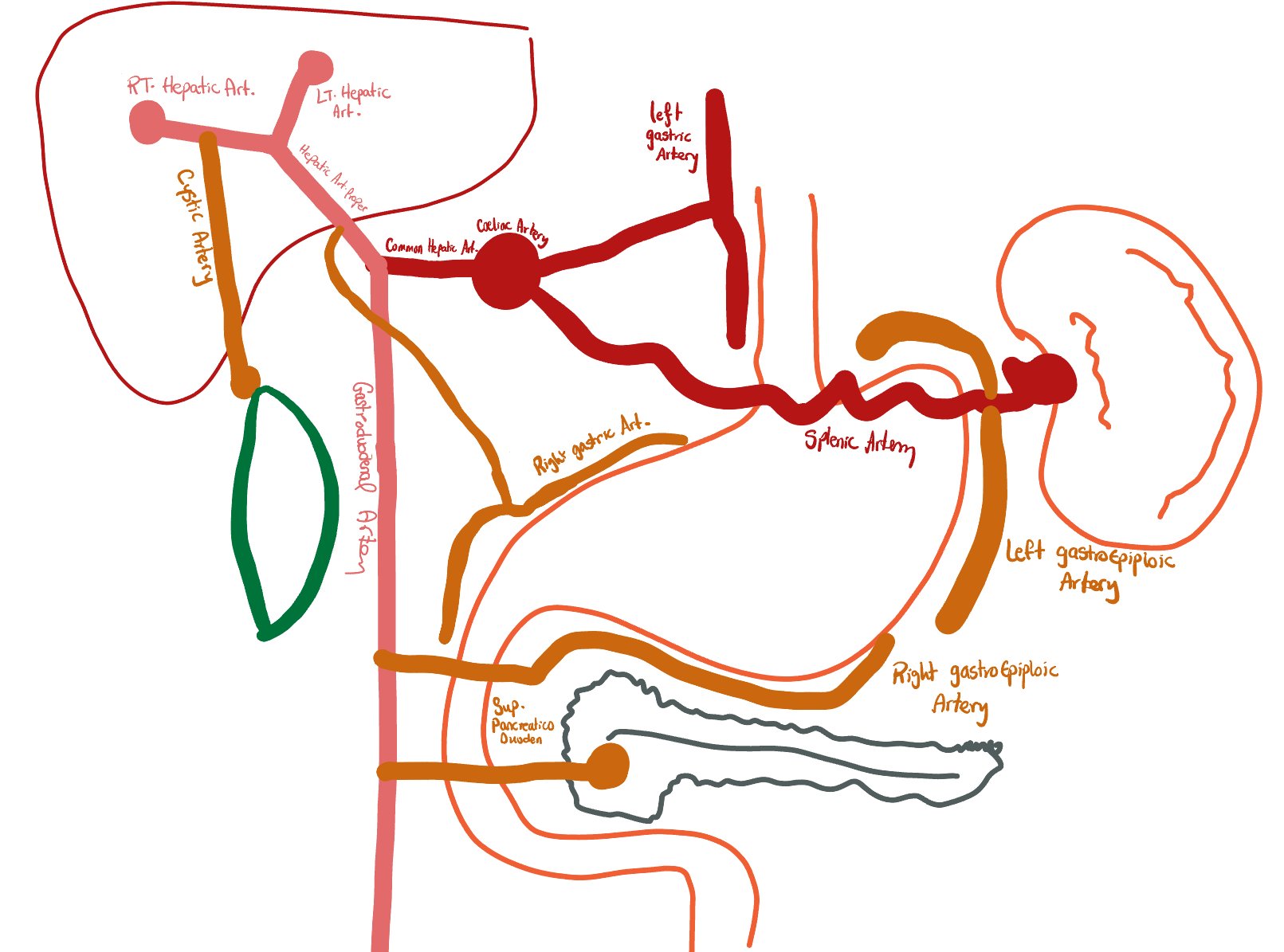 Coeliac axis showing cystic artery origin