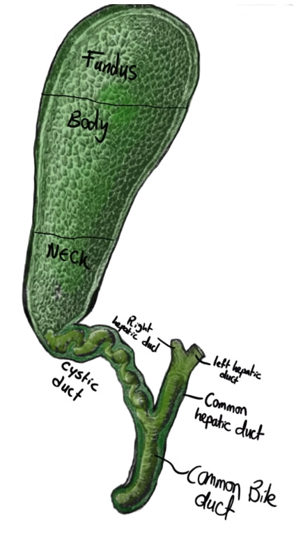 Labelled gallbladder anatomy diagram