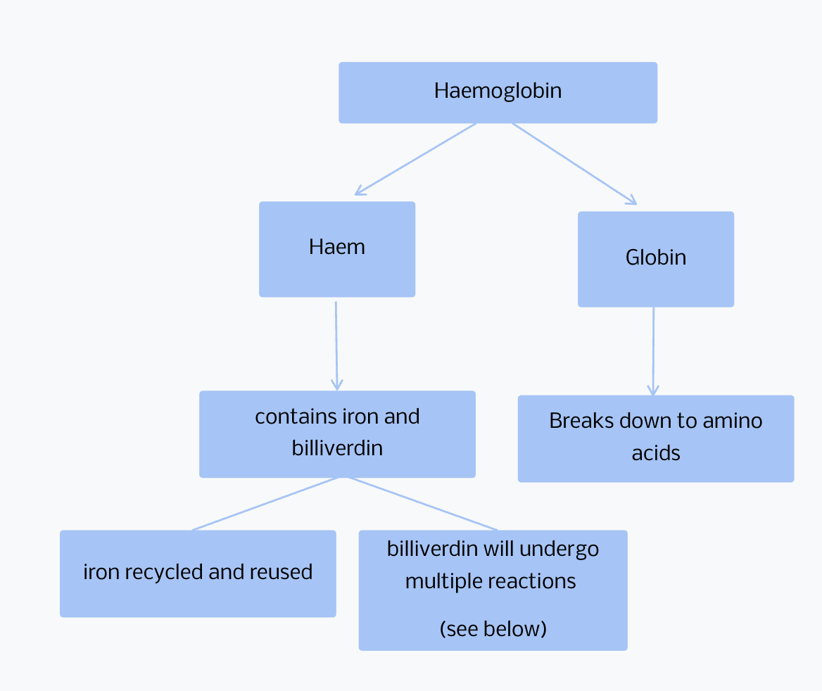 Haemoglobin to biliverdin pathway