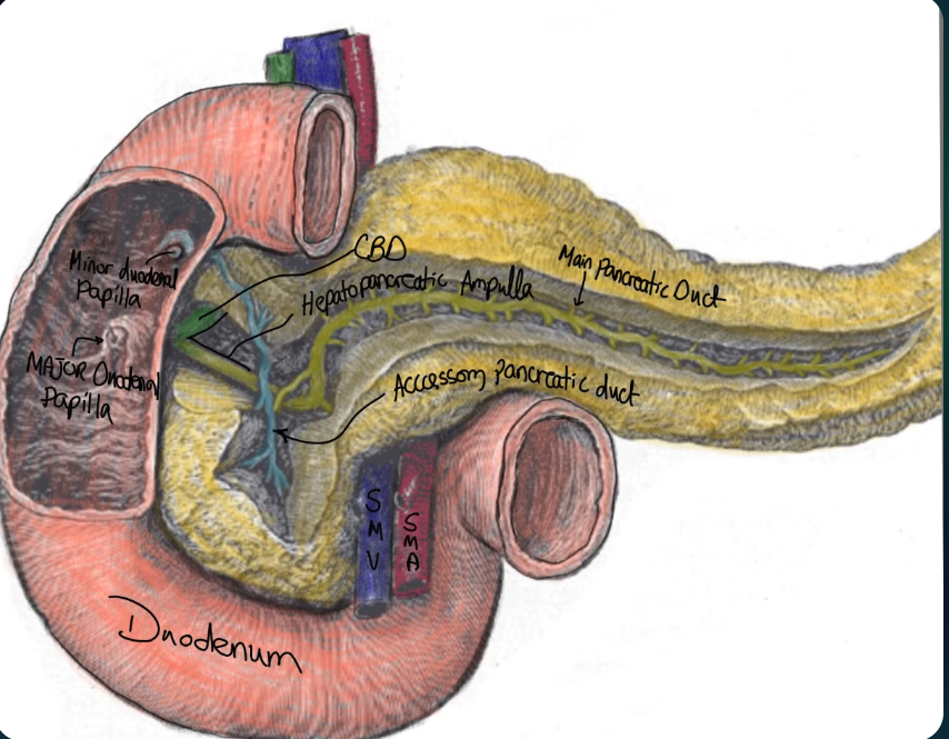 Ampulla of Vater and ductal drainage
