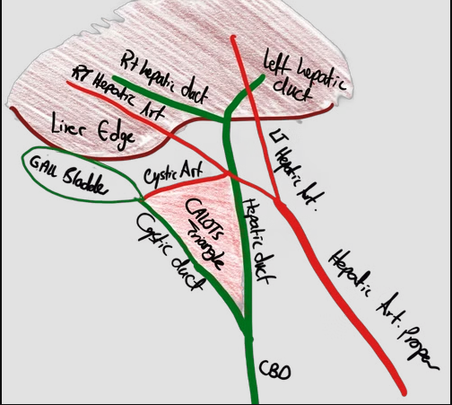 Calot's triangle anatomy