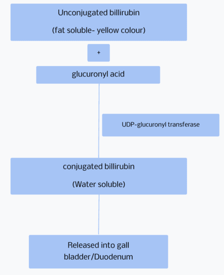 Biliverdin to conjugated bilirubin