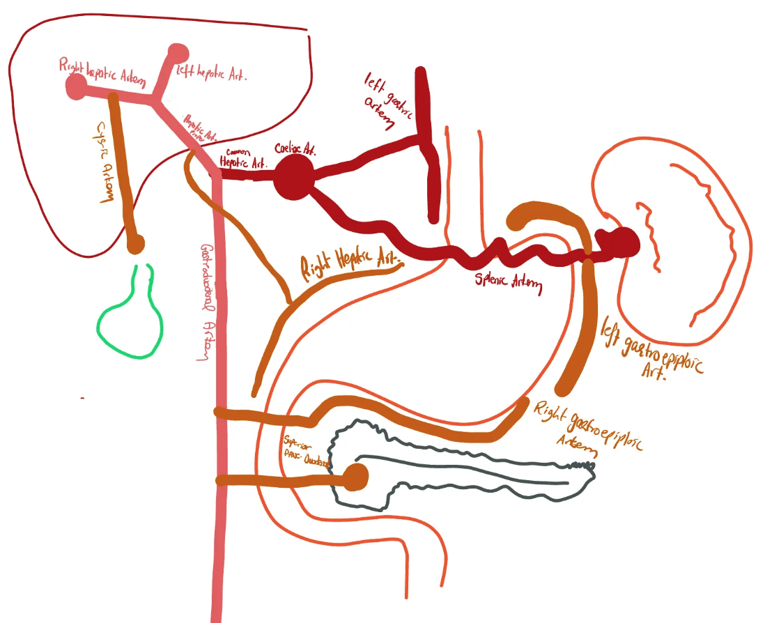 Celiac trunk branches and pancreatic blood supply