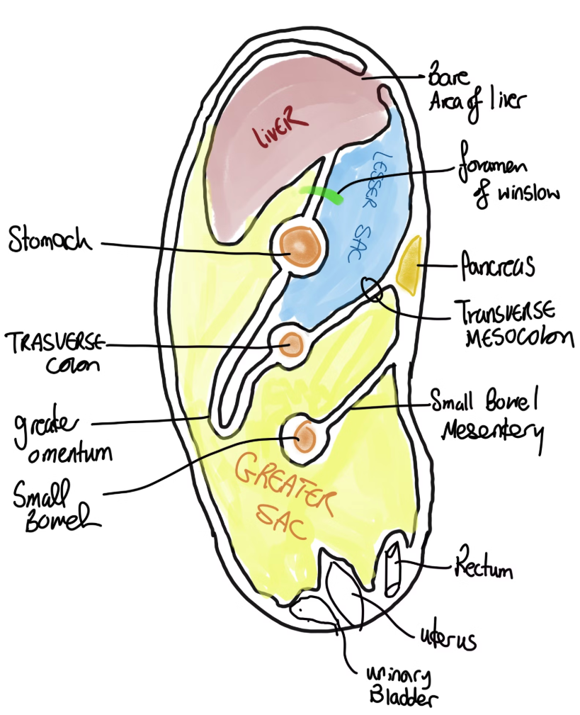 Greater and lesser sac anatomy with bare area context