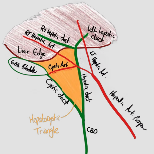 Hepatocystic triangle anatomy