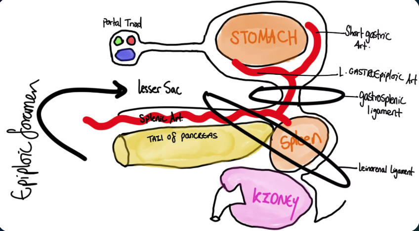 Splenorenal Ligament and Pancreatic Tail — Surgical Anatomy