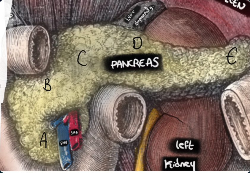 Parts of the pancreas labelled A-E