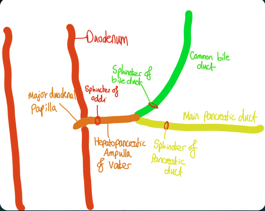 Biliary tree tube map style diagram
