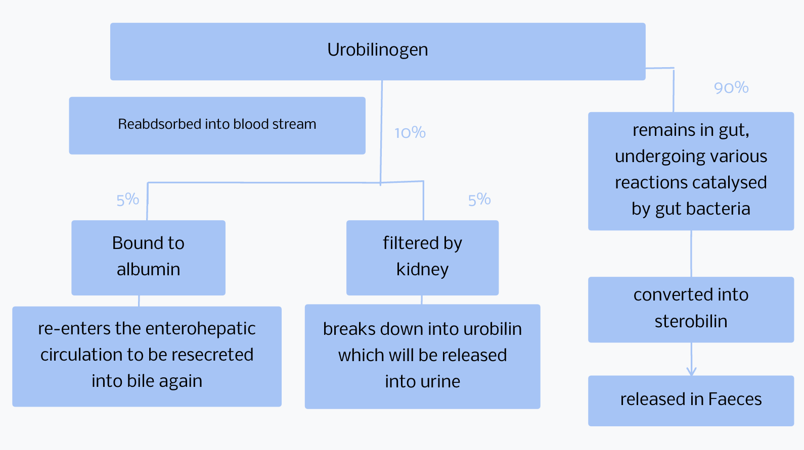 Urobilinogen to stercobilin excretion