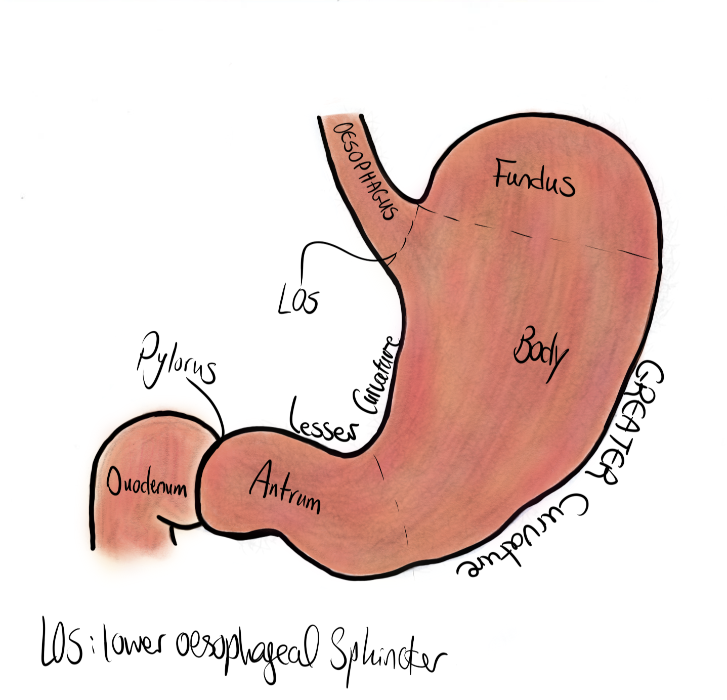 Stomach parts labelled