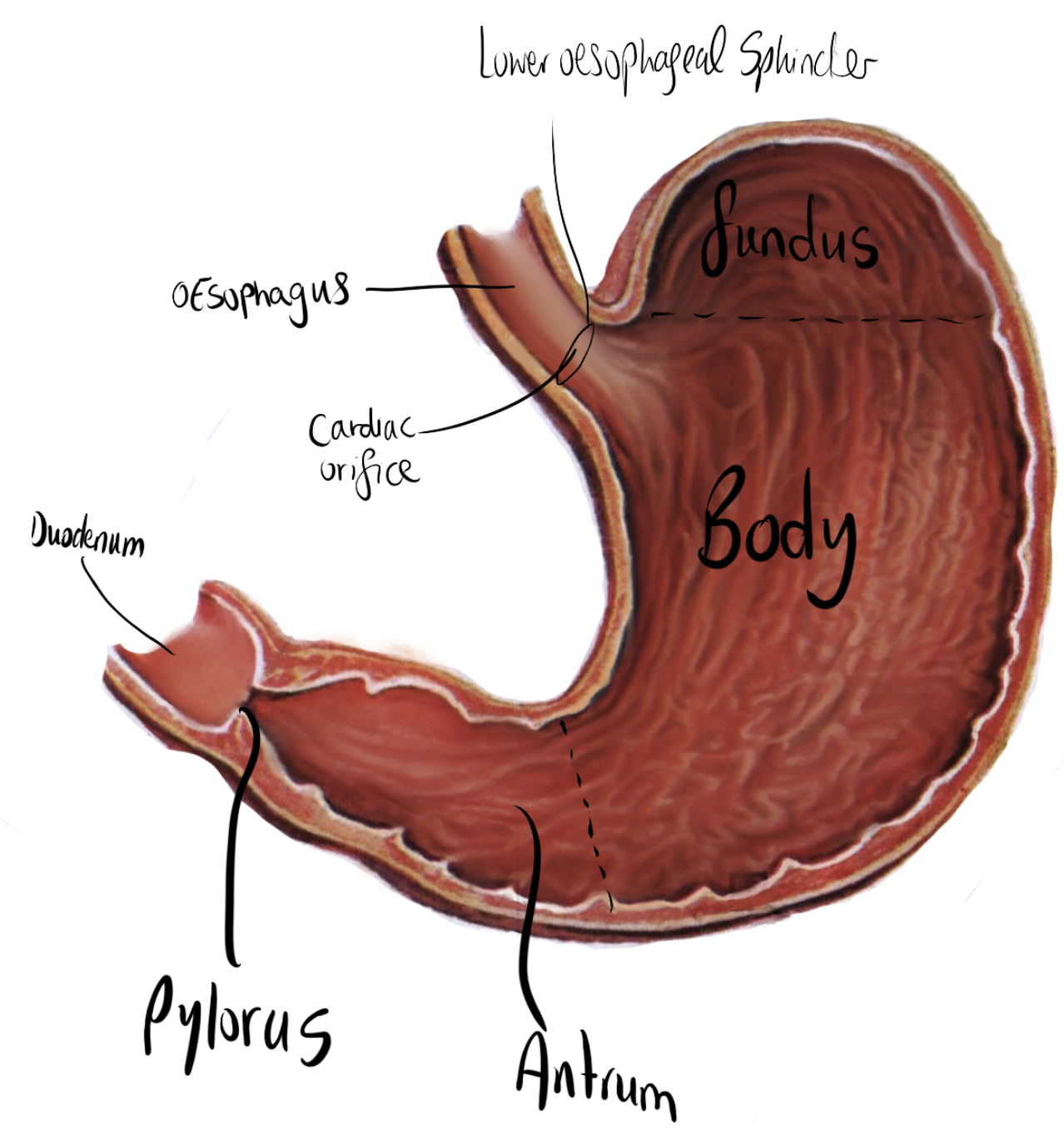 Stomach sphincters and pylorus labelled