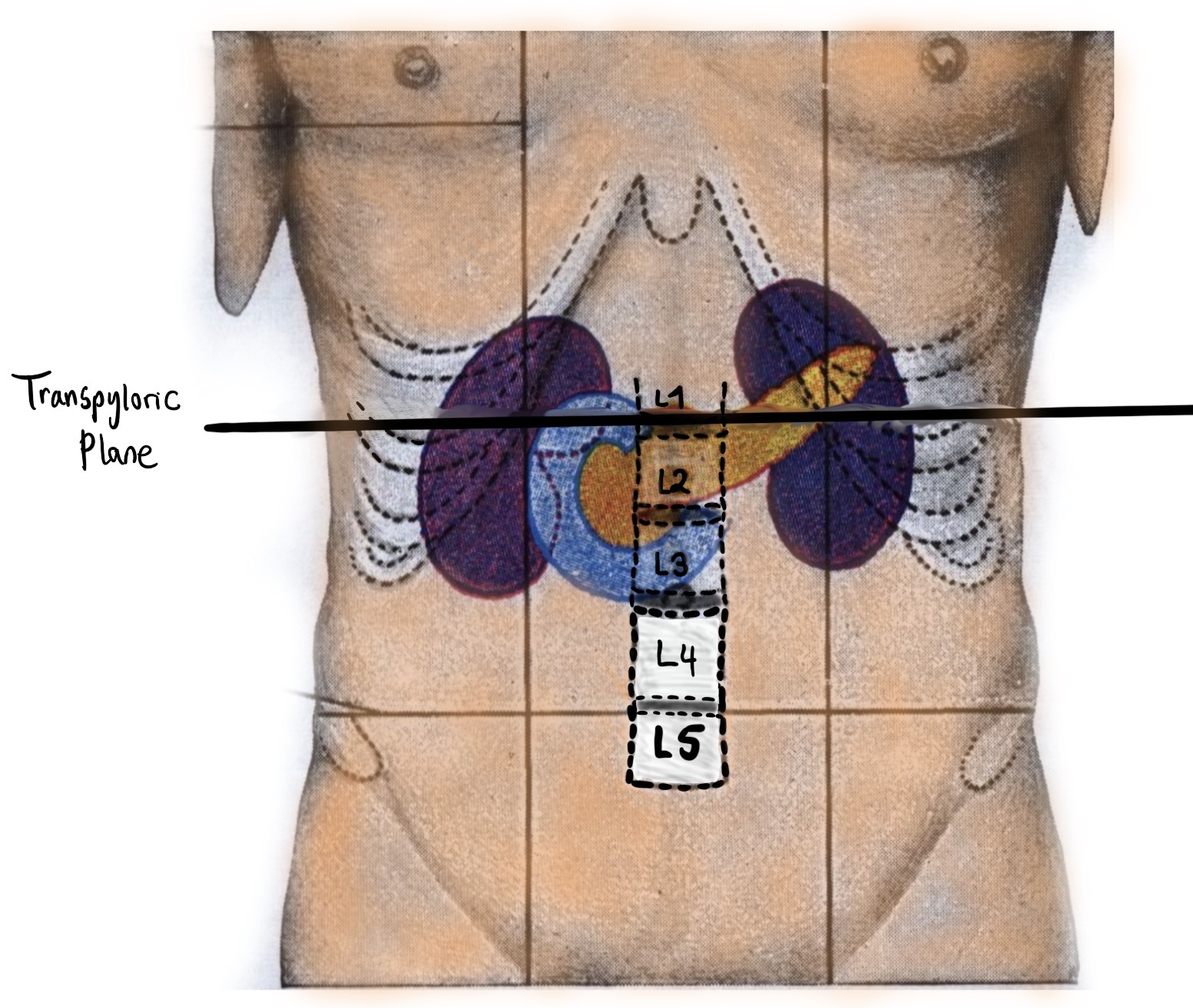 Transpyloric plane diagram