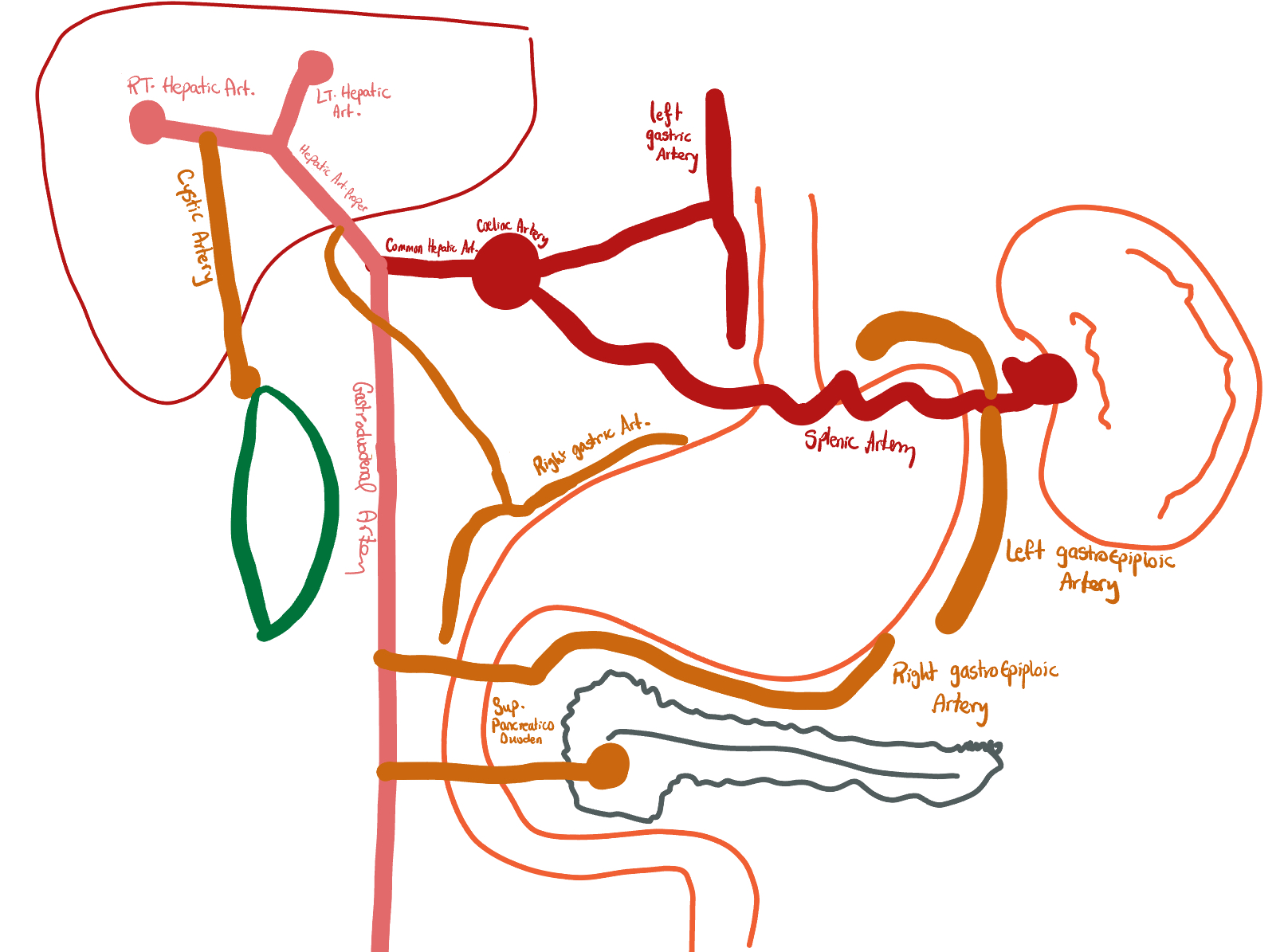 Coeliac trunk and stomach blood supply diagram
