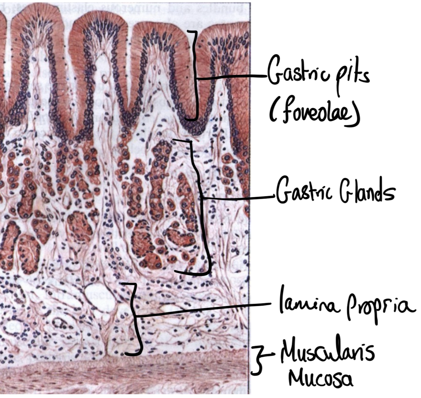 Gastric histology overview
