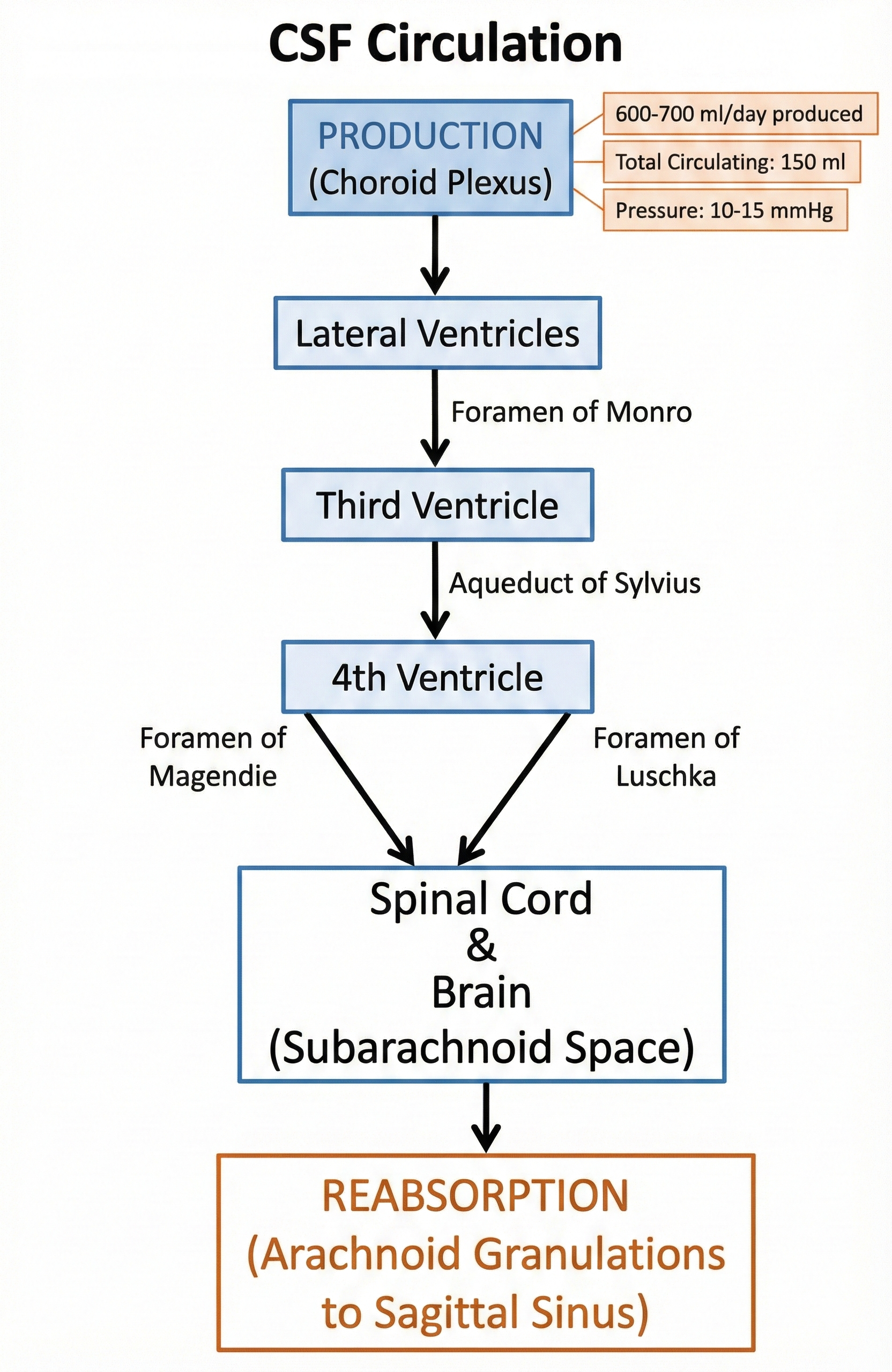 CSF Circulation Pathway Diagram