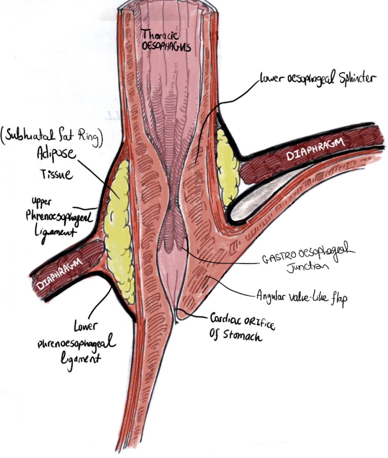 GOJ junction and lower oesophagus anatomy diagram