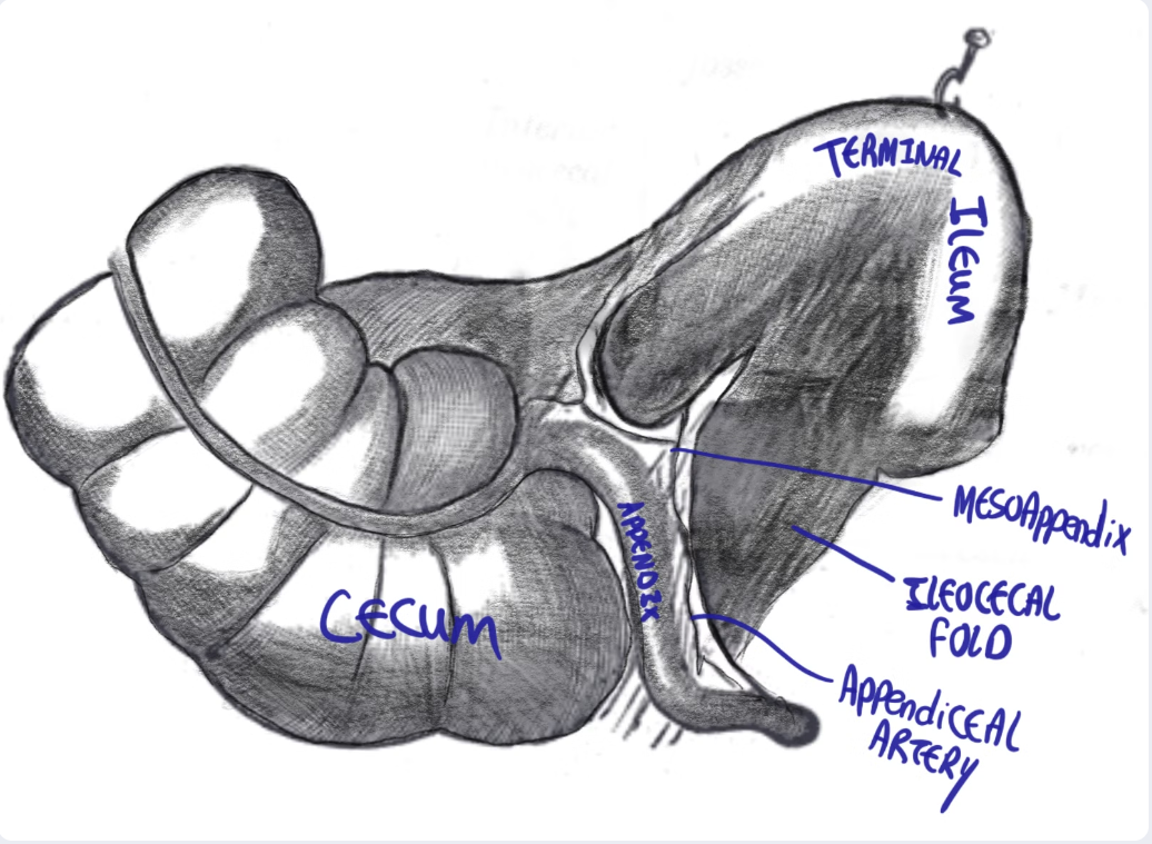 Mesoappendix and ileocaecal fold labelled diagram