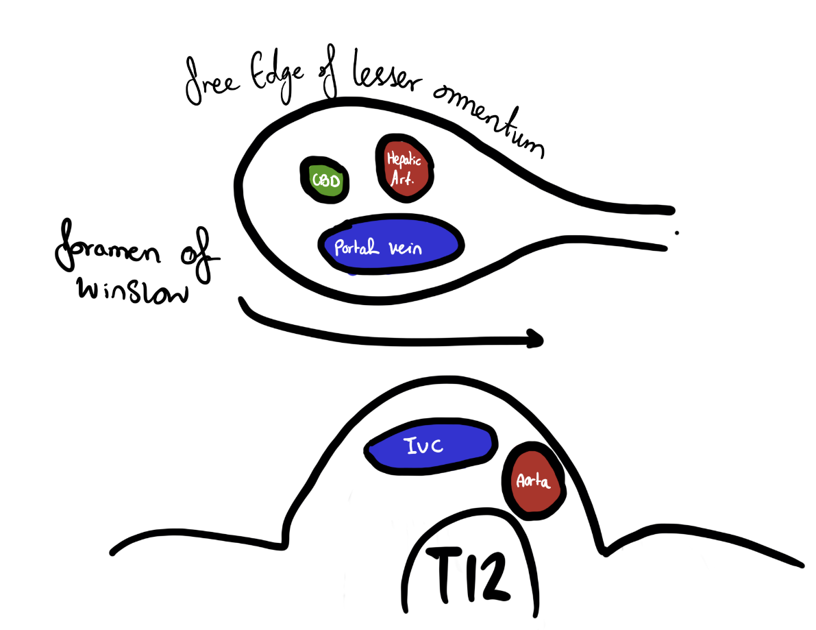 foramen of Winslow and hepatoduodenal ligament