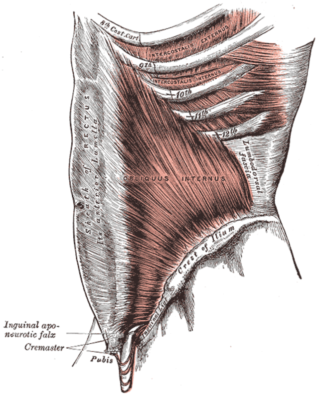Internal Oblique Muscle — Anatomy Diagram