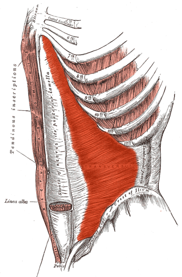 Transversus Abdominis Muscle — Anatomy Diagram