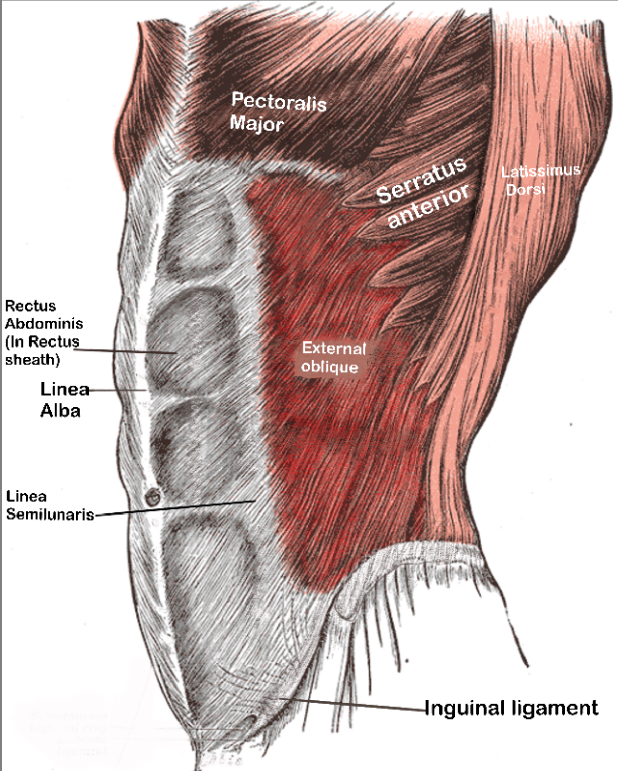 External Oblique Muscle — Anatomy Diagram