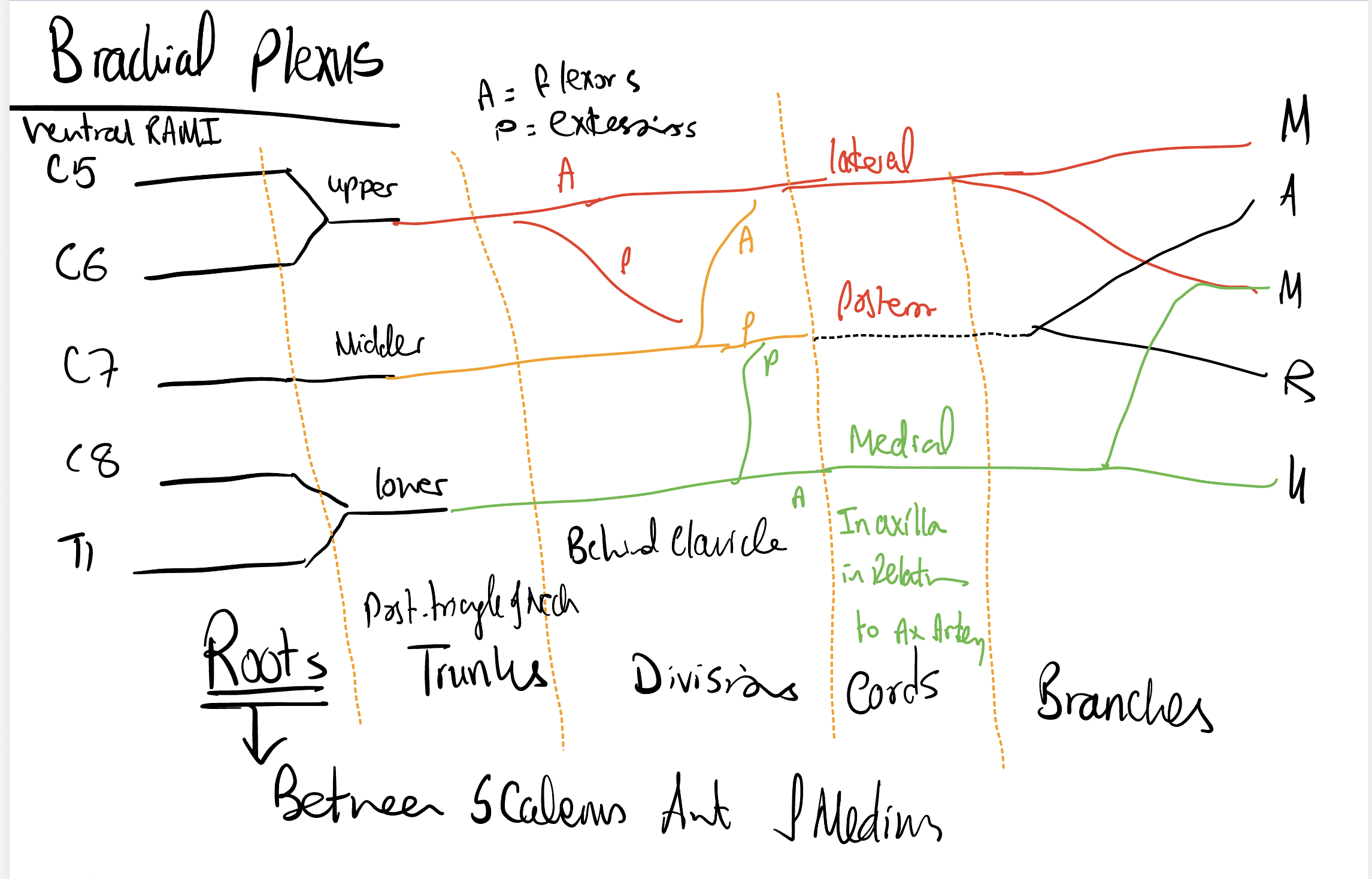 Brachial Plexus — Hand-drawn Annotated Schematic