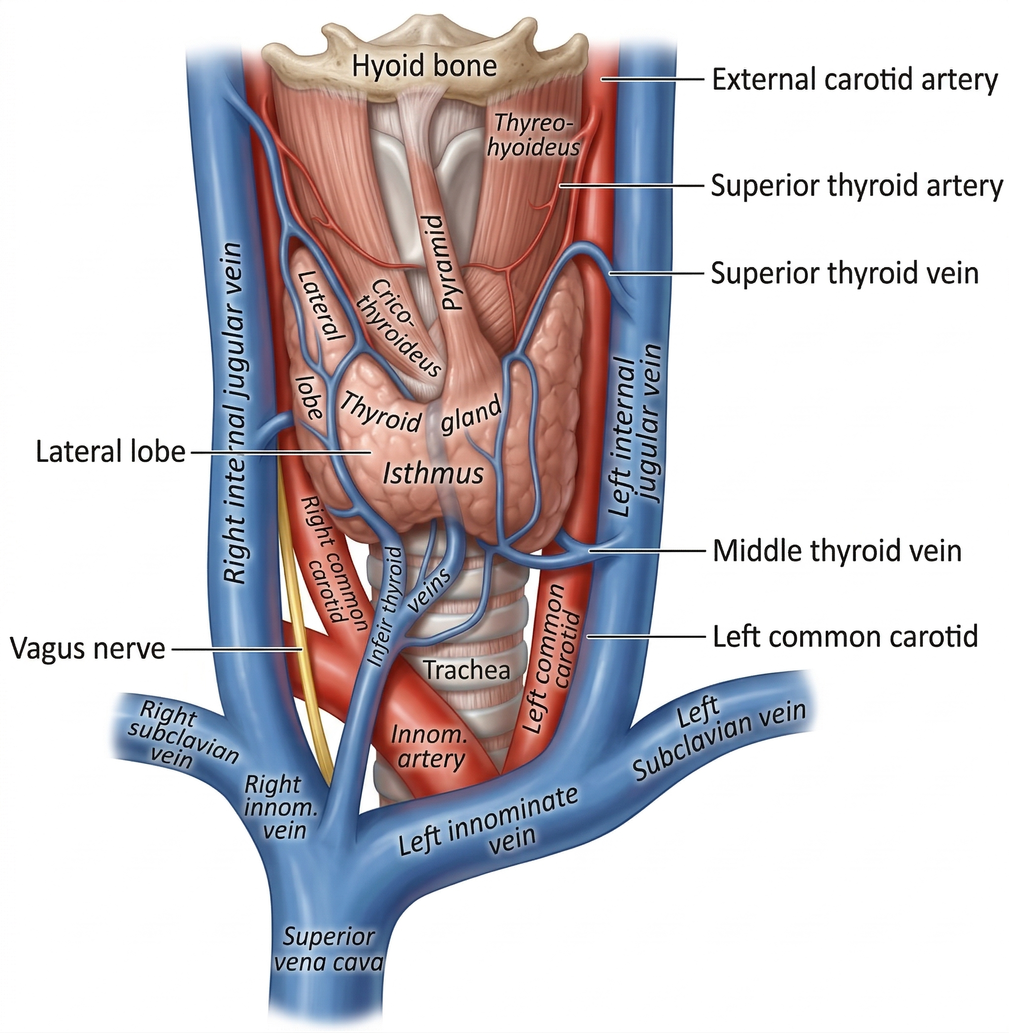 Thyroid anatomy diagram showing boundaries, lobes, ducts, and key structures