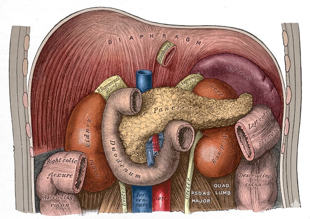 Relations of the Spleen to Adjacent Organs