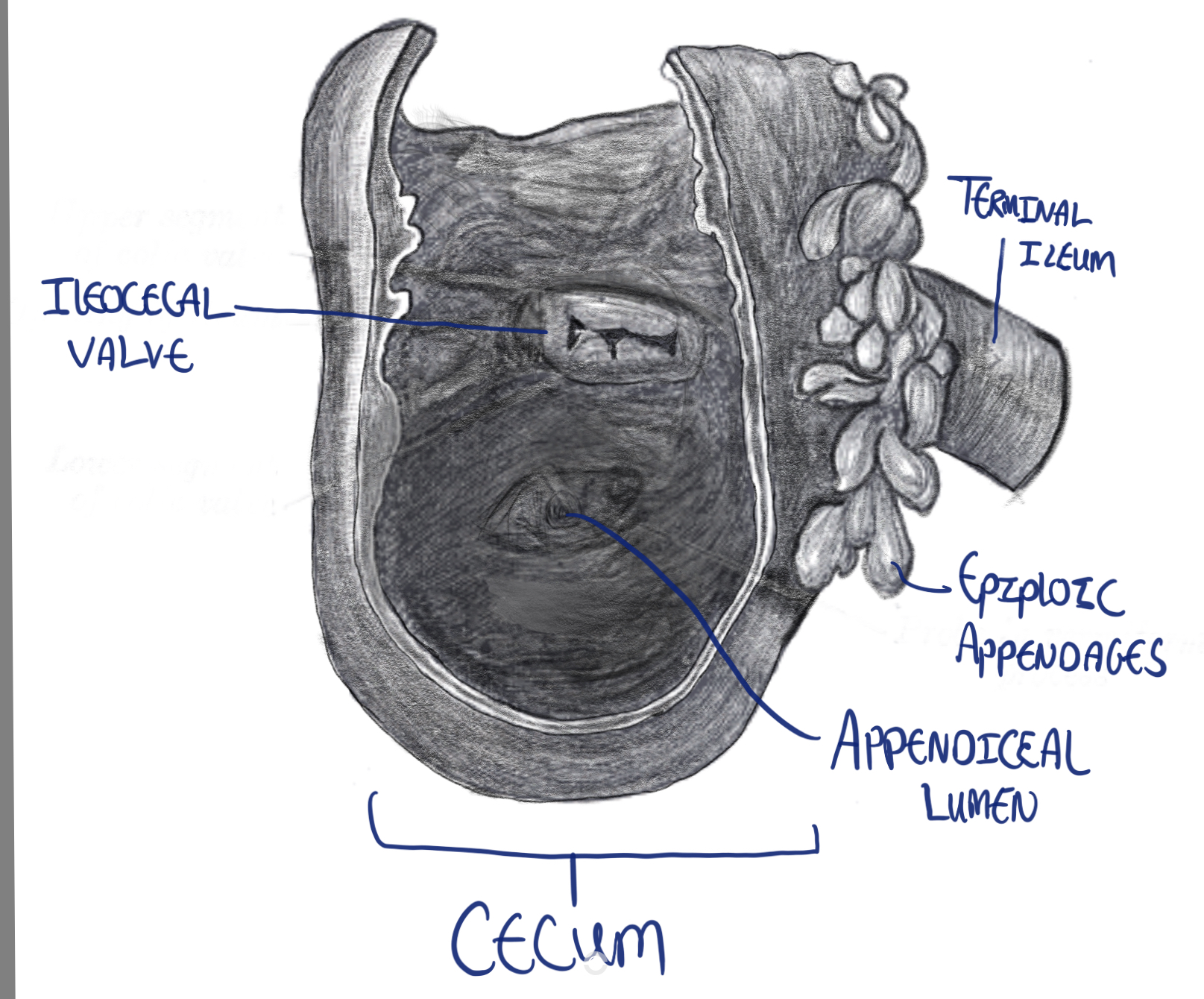 Appendix and ileocaecal valve