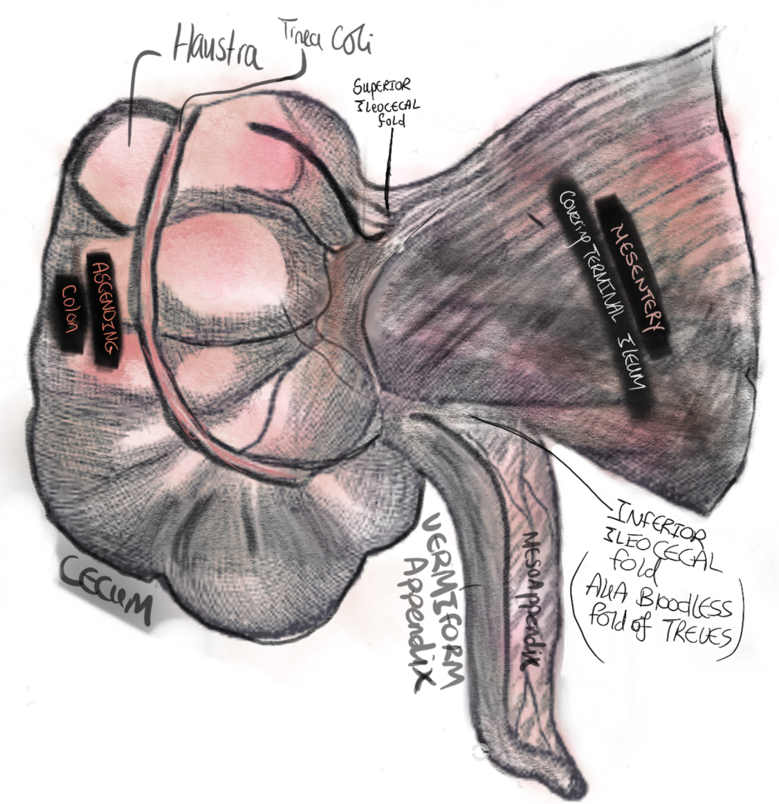 Main diagram of the appendix and mesoappendix