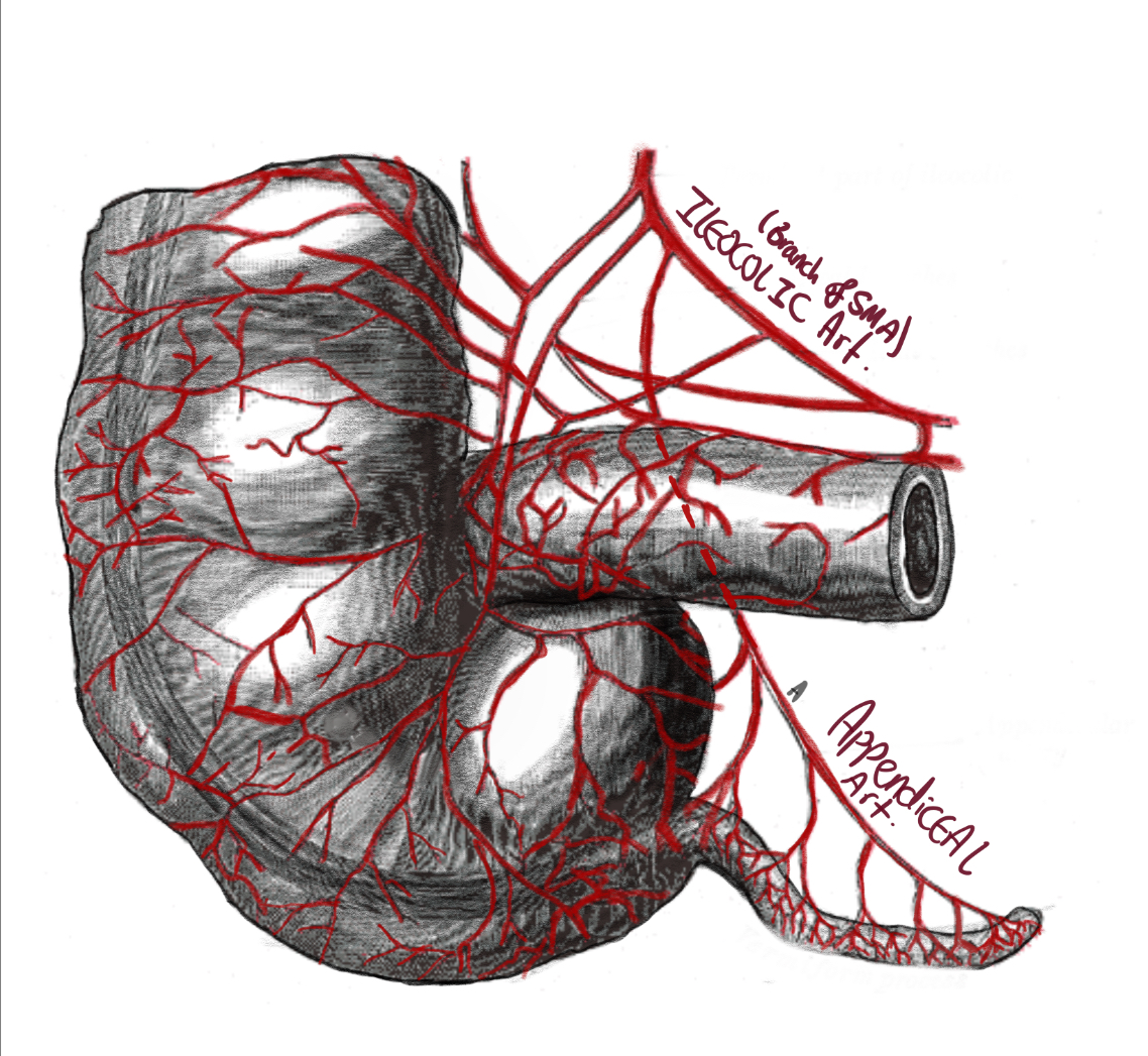 Appendiceal arteries diagram