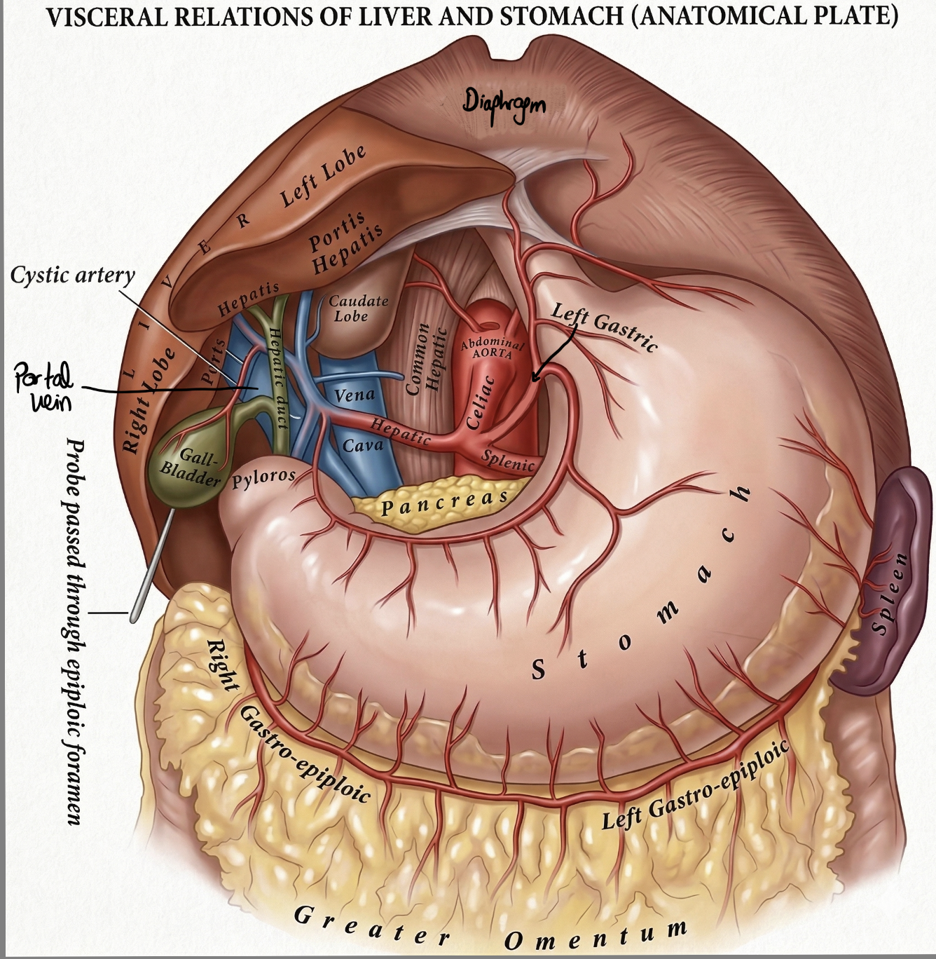 Celiac trunk branches with porta hepatis labelled