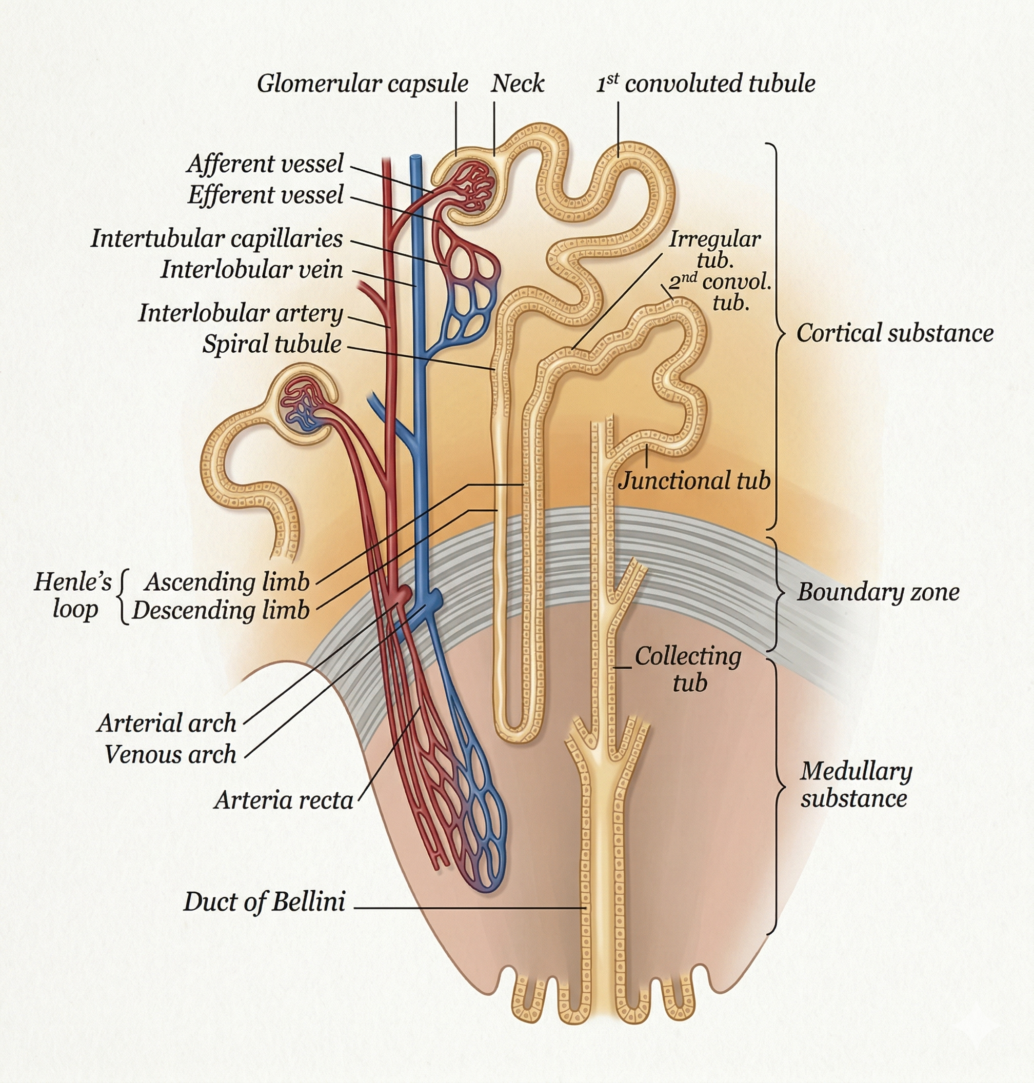 Diagram of the glomerulus showing afferent and efferent arterioles, Bowman's capsule, and Starling filtration forces