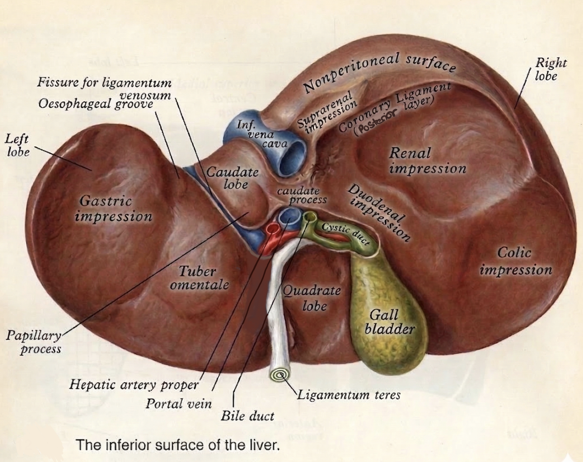 Inferior surface of the liver showing H-shaped fissures, porta hepatis and organ impressions