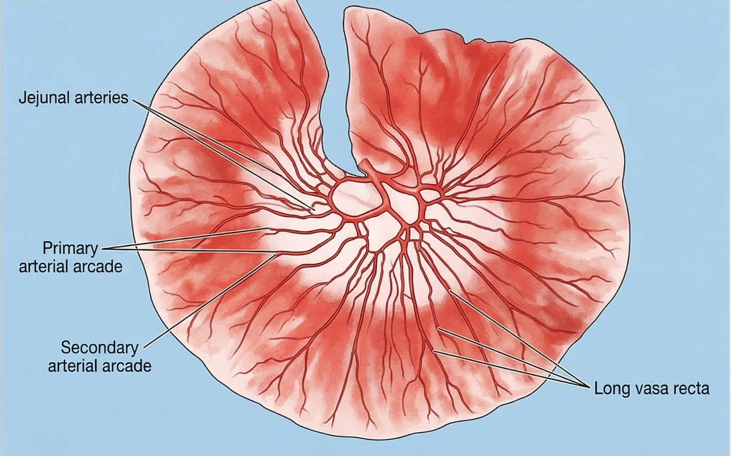 Jejunum Features Diagram