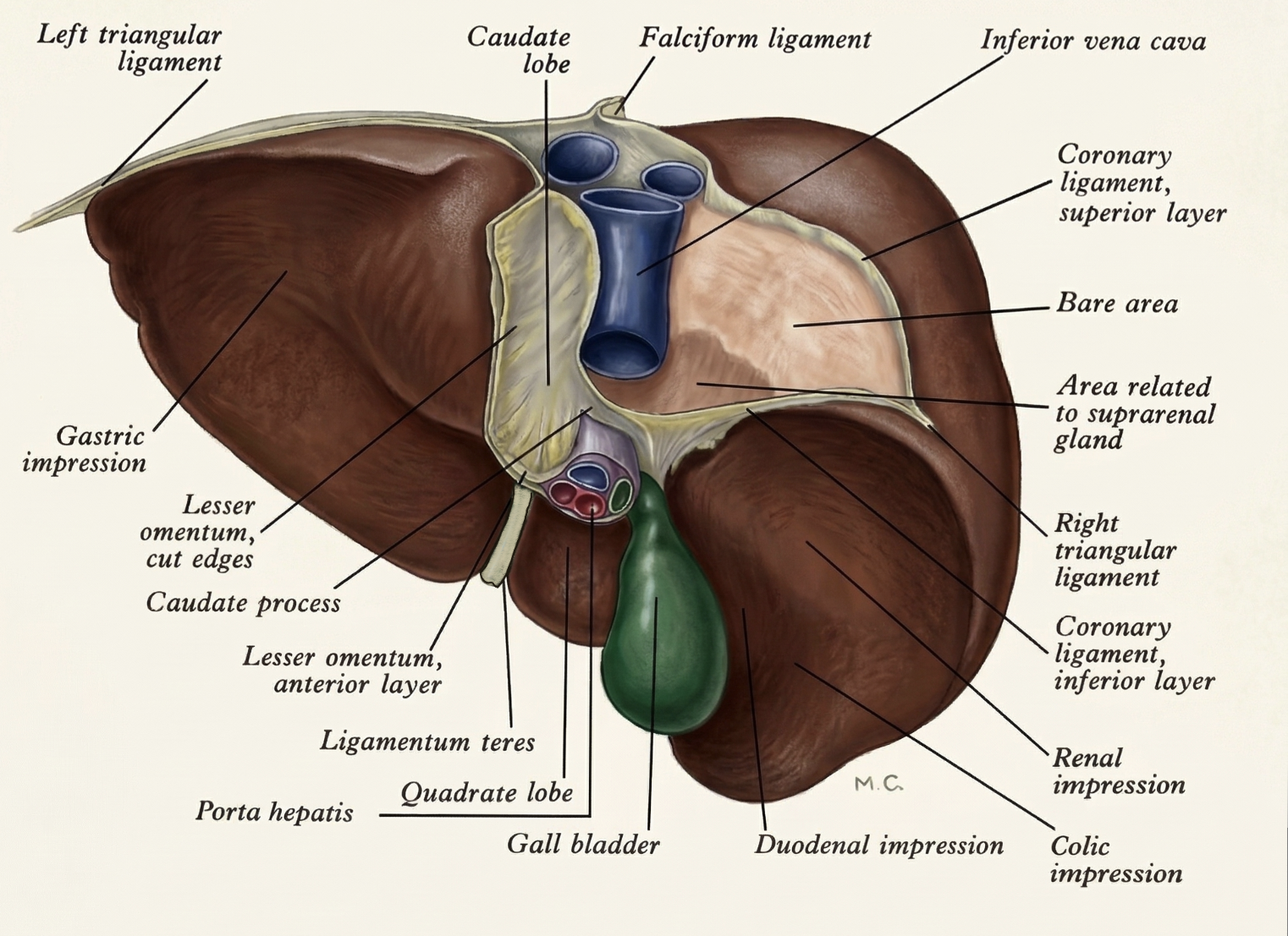Posterior aspect of the liver showing the bare area