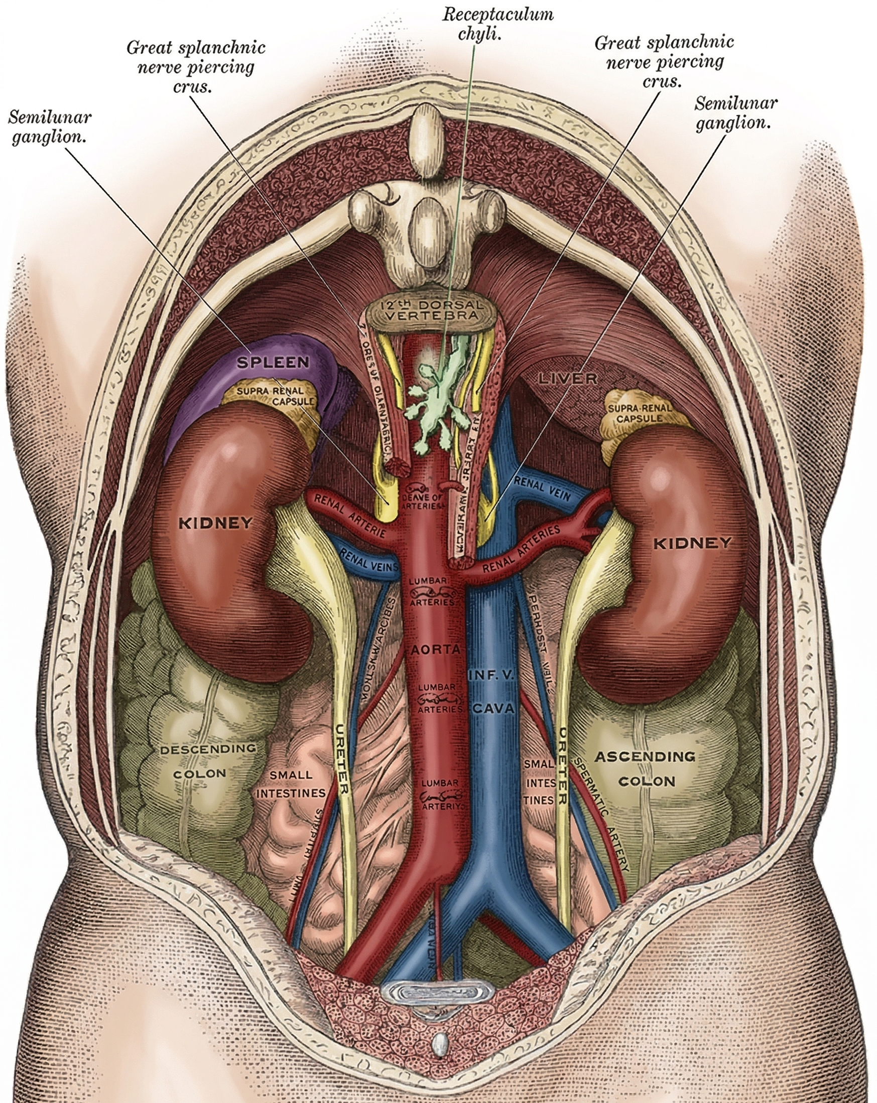 Diagram showing relations of kidneys and ureters to surrounding structures