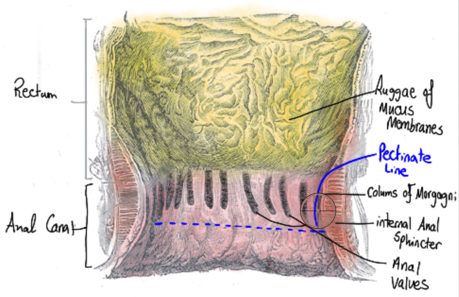 Anal canal and dentate line — Anatomy Diagram