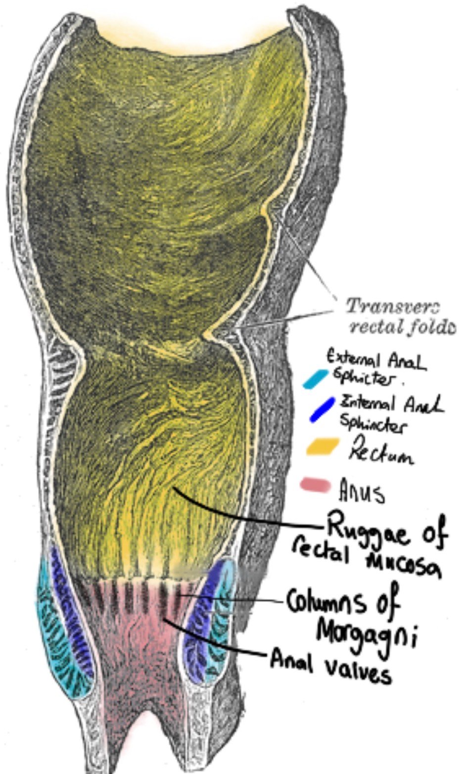 Anal sphincter complex — Anatomy Diagram